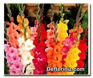 Alata Zambağı - Kılıç Çiçeği - Düğün Çiçeği - Glayöl (Gladiolus) bitkisinin genel görünüşü.