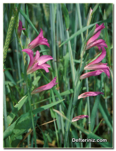 Gladiolus segetum (G. İtalicus) Glayöl Türü.