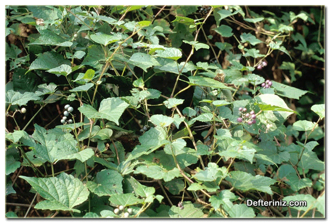 Amerikan Sarmaşığı (Amphelopsis) bitkisinin genel görünüşü.