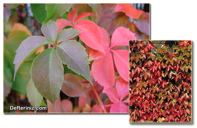 Amphelopsis quinquefolia türünün genel görünüşü ve yaprak yapısı.