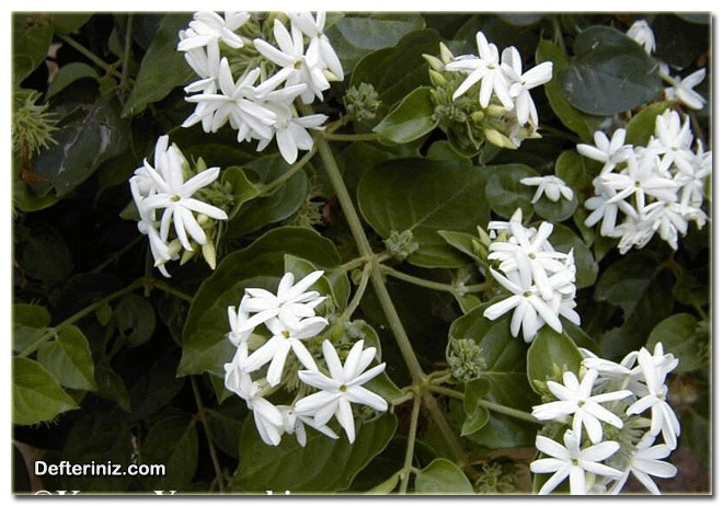 Yasemin (Jasminum) bitkisinin genel görünüşü.