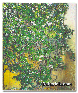 Yasemin (Jasminum) bitkisinin peyzajda kullanımı.