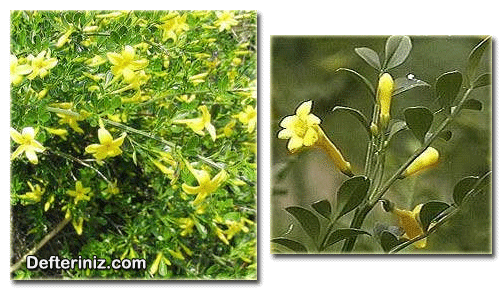 Jasminum fruticans yasemin türünün genel görünüşü, yaprak ve çiçek yapısı.