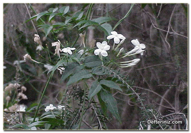 Jasminum polyanthum yasemin türünün genel görünüşü.