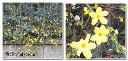 Jasminum nudiflorum sarıçiçekli yasemin türünün genel görünüşü, yaprak ve çiçek yapısı.