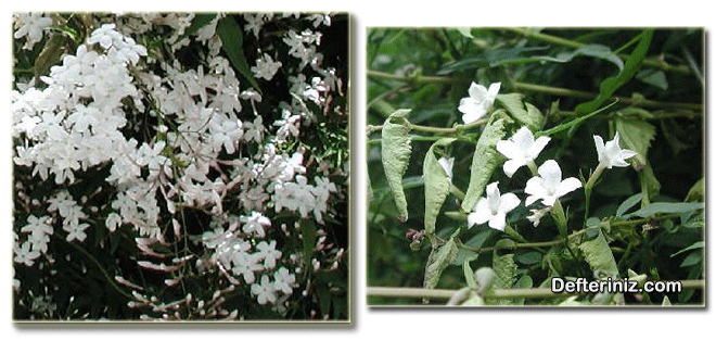 Jasminum officinale beyaz çiçekli yasemin türünün genel görünüşü, yaprak ve çiçek yapısı.