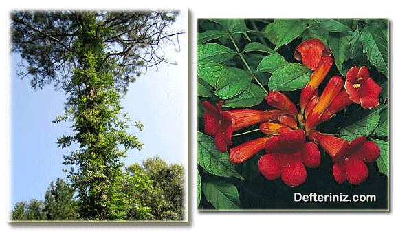 Campsis radicans ( Acemborusu ) türünün genel görünüşü, yaprak ve çiçek yapısı.