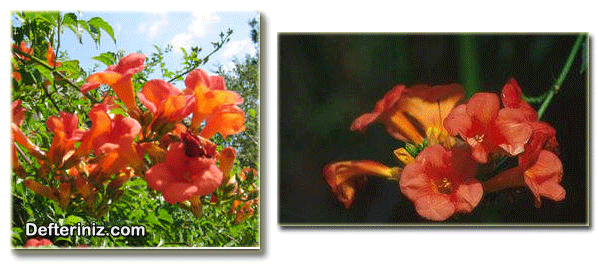 Campsis grandiflora ( Çin borusu ), Acemborusu türünün genel görünüşü ve çiçek yapısı.