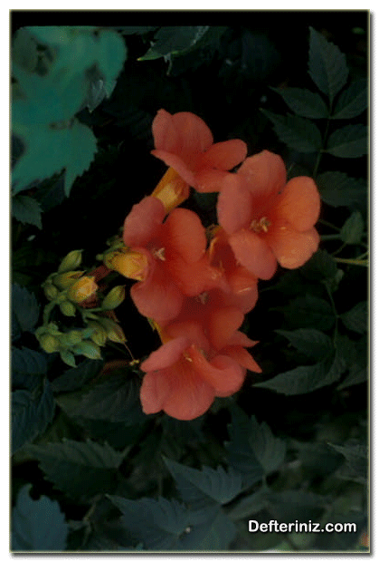 Campsis x tagliabuana acemborusu türünün çiçekleri.