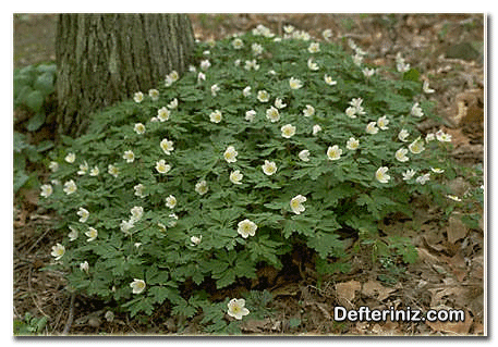 Anemone (Anemon, Manisa Lalesi) bitkisinin peyzajda kullanımı.