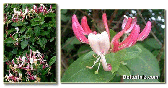 Lonicera periclymenum, orman hanımeli türünün genel görünüşü, yaprak ve çiçek yapısı.