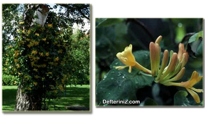Lonicera x tellmanniana, sarı hanımeli türünün genel görünüşü, yaprak ve çiçek yapısı.