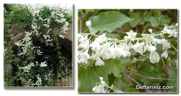 Polygonium baldschuanicum Çoban Değneği Türünün Genel Görünüşü ve Çiçek Yapısı.
