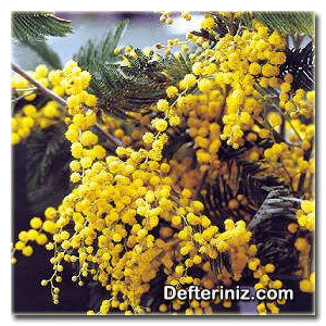 Acacia dealbata, Gümüşi akasya (yalancı mimoza) türü.