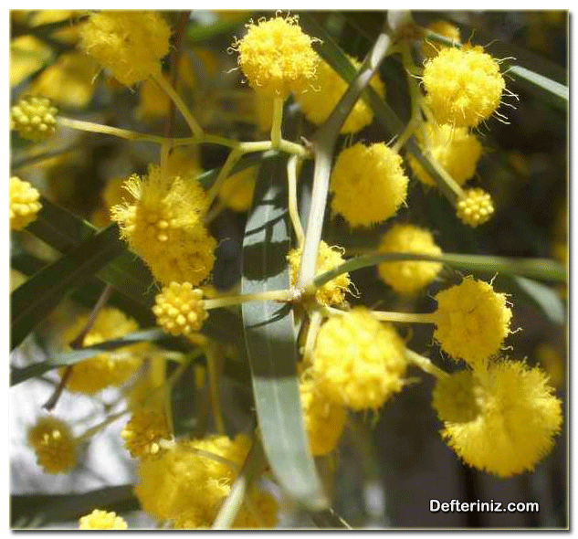 Acacia cyanophylla: Kıbrıs akasyası türü.