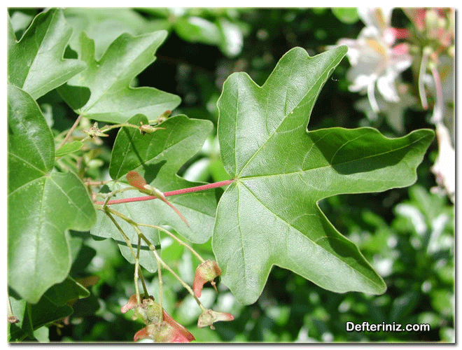 Acer campestre, Ova akçaağacı türü.