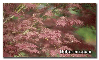 Acer palmatum, Japon alev akçaağacı türü.