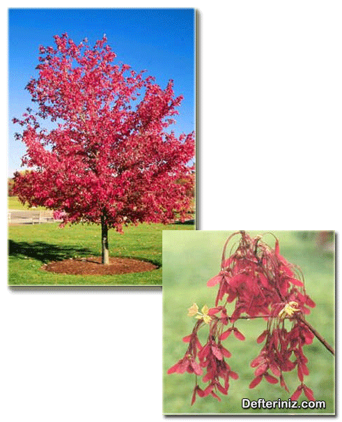 Acer rubrum, Kırmızı Akçaağaç türü.
