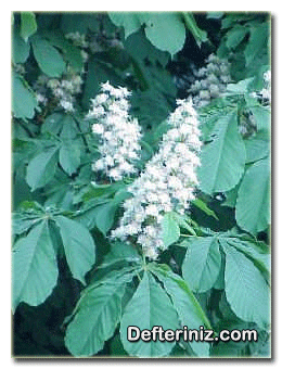 Aesculus hippocastanum: Beyaz çiçekli at kestanesi türü.