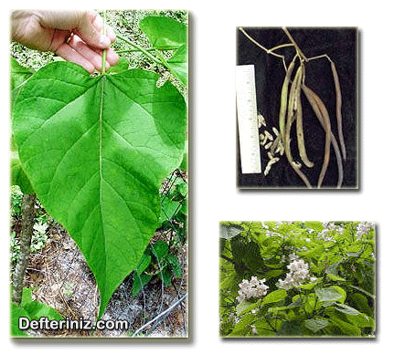 Catalpa bignonioides, Puro ya da sigara ağacı türünün yaprağı, meyvesi ve çiçeği.