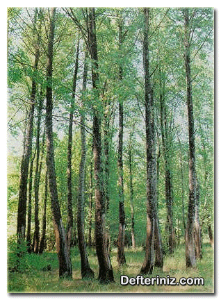 Liquidamber orientalis, Günlük ağacı, sığla ağacı türünün yaz görünümü.