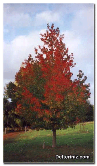 Liquidamber orientalis, Günlük ağacı, sığla ağacı türünün güz görünümü.