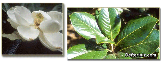 Magnolia grandiflora, İri çiçekli manolya türünün çiçek ve yaprak yapısı.