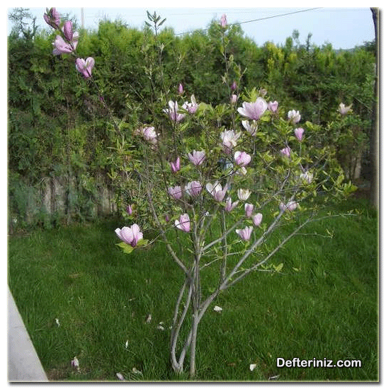 Magnolia x soulangeana, Soulange manolyası türü.