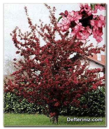 Malus floribunda, Bol çiçekli elma, zumi elması türü.