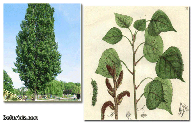 Populus nigra, Kara kavak türü ve yaprak, sürgün ve tomurcuk yapısı.