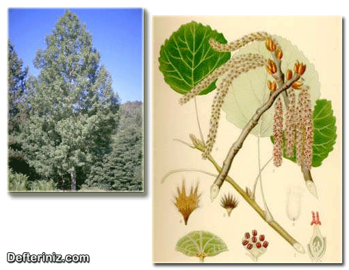 Populus tremula, Titrek kavak türü ve yaprak, sürgün ve tomurcuk yapısı.