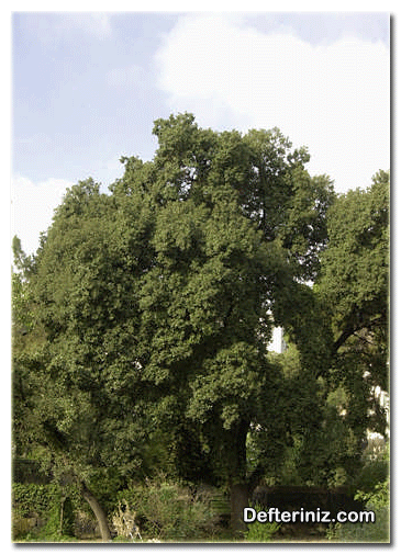 Quercus ilex, Pırnal meşesi ( hep yeşil meşeler grubu) türü.
