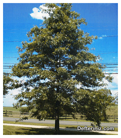Quercus palustris, Bataklık meşesi ( egzotik meşeler grubu) türü.