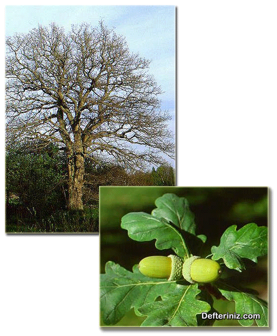 Quercus robur, Saplı meşe ( akmeşeler grubu) türü ve yaprak ve malamu.