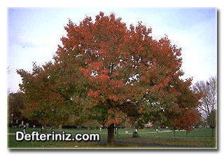 Quercus rubra, Kırmızı Amerikan meşesi ( egzotik meşeler grubu) türü.