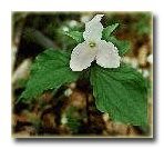 Tilia grandiflora, Büyük yapraklı ıhlamur türünün çiçeği.