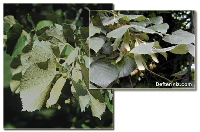 Tilia tomentosa, Gümüşi ıhlamur türünün meyveleri ve yaprak yapısı.