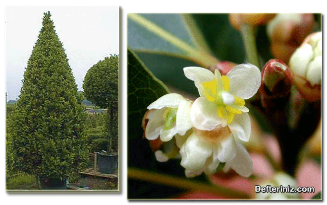 Laurus nobilis, Akdeniz Defnesi Türü ve Çiçeği.