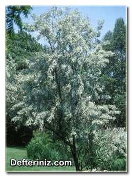 Eleagnus angustifolia, Kuş İğdesi Türü.
