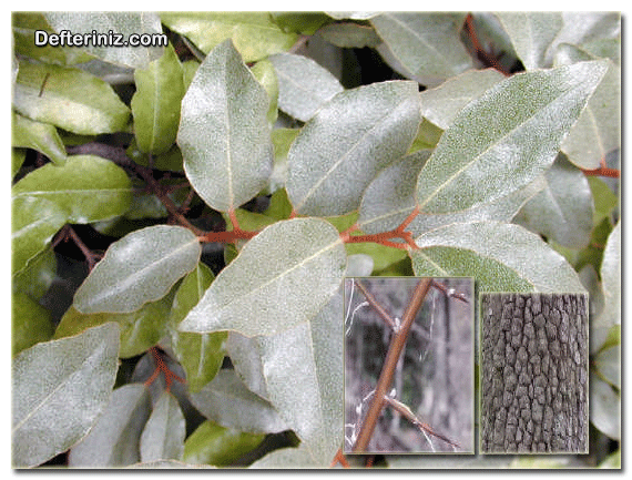 Eleagnus angustifolia, Kuş İğdesi türünün sürgün ,gövde ve yaprak yapısı.