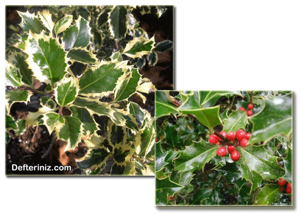 İlex aquifolium, Çobanpüskülü türü.