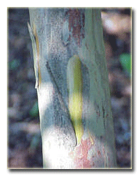 Oya (Lagerstromeia) bitkisinin gövde kabuğu.