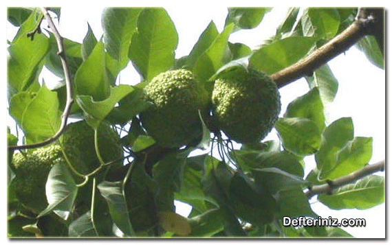 Ayı Dutu (Maclura) bitkisinin sürgünü ve meyvesi.