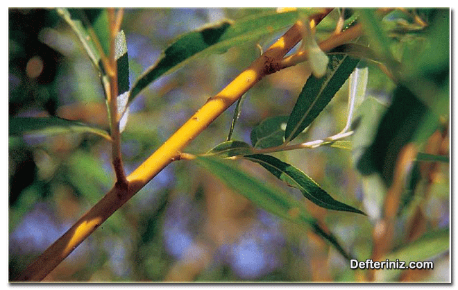 Söğüt (Salix) bitkisinin dal yapısı.