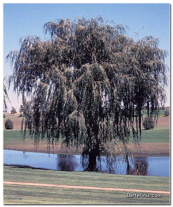 Salix alba, Aksöğüt türü.