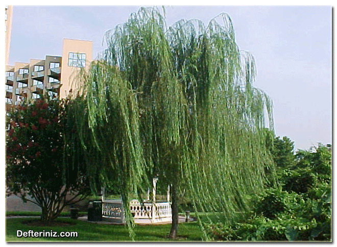 Salix babylonica, Salkım Söğüt Türü.