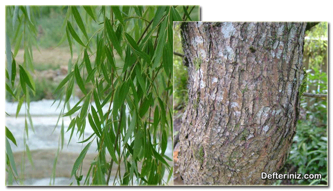 Salix babylonica, Salkım söğüt türünün yaprak ve gövde yapısı.
