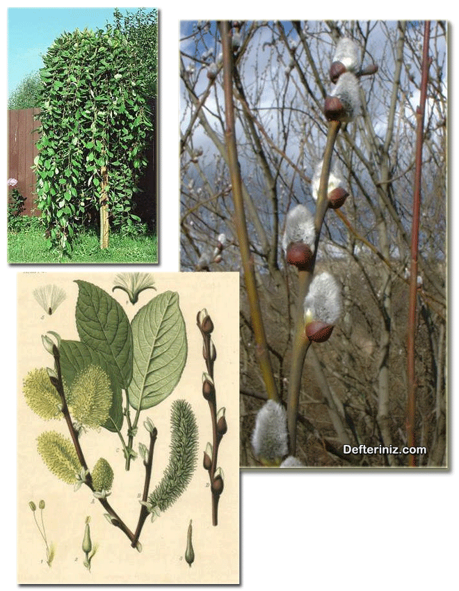 Salix caprea, Keçi söğüdü türünde sürgün,yaprak,çiçek.