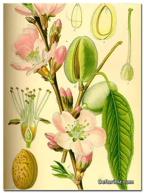 Prunus amygdalus, Badem türünün yaprak, çiçek, dal ve meyve yapısı.