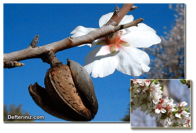 Prunus amygdalus, Badem türünün çiçek ve meyvenin görünüşü.
